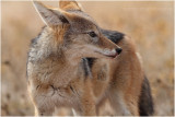 Chacal - Jackal 8022