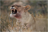 Lionne - Lioness 8062