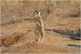 Suricate - Meerkat 8098