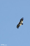 Vautour à tête blanche, White-headed Vulture (Réserve Mkhuze, 14 novembre 2007)