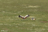Grue royale, Grey crowned Crane (Underberg, 9 novembre 2007)
