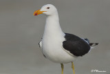 Goéland du Cap, Cape Gull (Cape Town, 3 novembre 2007)