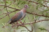 Tourterelle maillée, Laughing Dove (Parc Kruger, 21 novembre 2007)