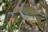 Colombar à front nu, African Green-Pigeon (Parc Kruger, 21 novembre 2007)