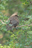 Coliou rayé, Speckled Mousebird (Parc Kruger, 20 novembre 2007)