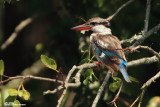 Martin-chasseur strié, Striped Kingfisher (Réserve Mkhuze, 14 novembre 2007)