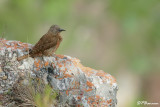 Pic laboureur, Ground Woodpecker (Langebaan, 6 novembre 2007)