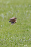 Alouette éperonnée, Spike-heeled Lark (Wakkerstroom, 16 novembre 2007)