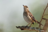 Agrobate à dos roux, White-browed Scrub-Robin (Réserve Mkhuze, 14 novembre 2007)