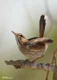 Agrobate à dos roux, White-browed Scrub-Robin (Réserve Mkhuze,14 novembre 2007)