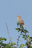 Cisticole paresseuse, Lazy Cisticola (Parc Kruger, 20 novembre 2007)