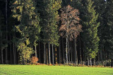 Oberbraemen (118555)