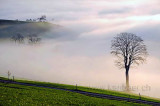 Nebel (118630)