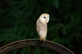 DSC00996.JPG