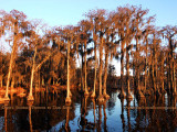 2011 - Banks Lake National Wildlife Preserve, Georgia (#6072)