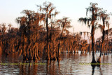 2011 - Banks Lake National Wildlife Preserve, Georgia (#6074)