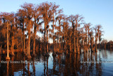 2011 - Banks Lake National Wildlife Preserve, Georgia (#6076)
