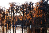 2011 - Banks Lake National Wildlife Preserve, Georgia (#6078)