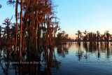2011 - Banks Lake National Wildlife Preserve, Georgia (#6086)