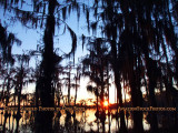 2011 - Banks Lake National Wildlife Preserve, Georgia (#6090)