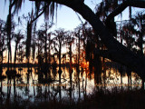 2011 - Banks Lake National Wildlife Preserve, Georgia (#6093)