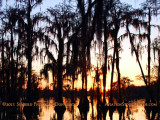2011 - Banks Lake National Wildlife Preserve, Georgia (#6095)