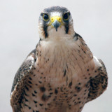 Falco biarmicus