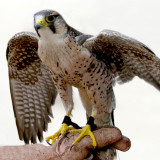 Falco biarmicus