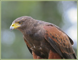 Parabuteo unicinctus