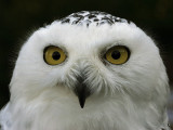 Bubo Scandiacus