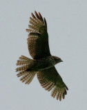 Broad-winged Hawk