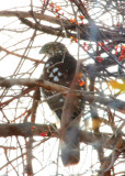 Poss.Northern Goshawk