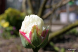 Tulipa Ice Cream