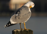 geelpootmeeuw3.jpg