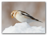 Plectrophane des neiges