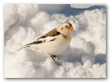 Plectrophane des neiges