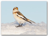 Plectrophane des neiges