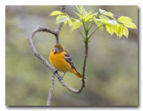 Oriole de Baltimore