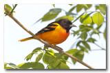 Oriole de Baltimore