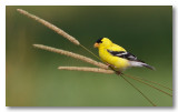 Chardonneret jaune