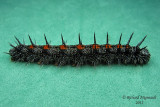 4432 - Mourningcloak Butterfly - Morio 1 m11