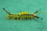 8316 - white-marked tussock moth - Orgyia leucostigma m1