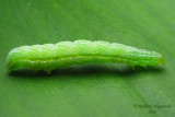 8897 - Green-patched Looper - Diachrysia balluca m11