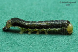 9933,1 - Sidus Sallow Moth - Eupsilia sidus m11