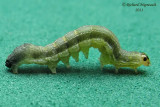 10501 - Normans Quaker - Crocigrapha normani 2 m11