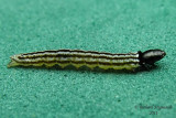 Twirler Moth - Dichomeris sp m11