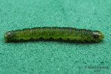 Chenille 9 m11 2