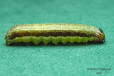 Chenille 12 m11 1