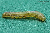 Chenille 12 m11 2