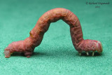 Chenille 15 m11 2